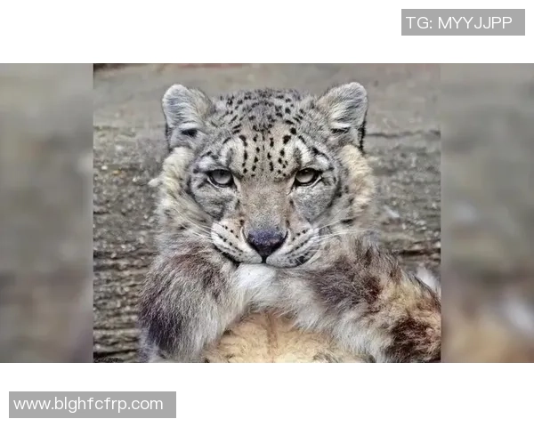 足球球星动物绰号大盘点 从豹子到狮子揭开足球场上的动物传奇